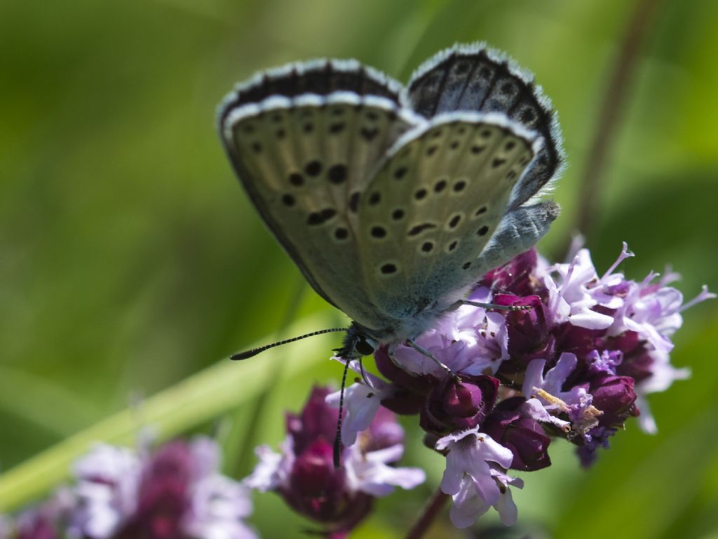 Maculinea arion